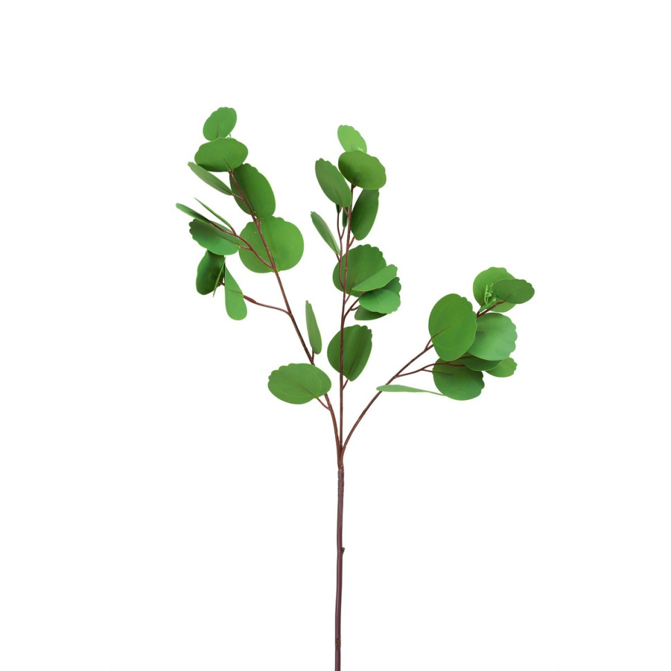 Эвкалипт Populus 85см.,зеленый