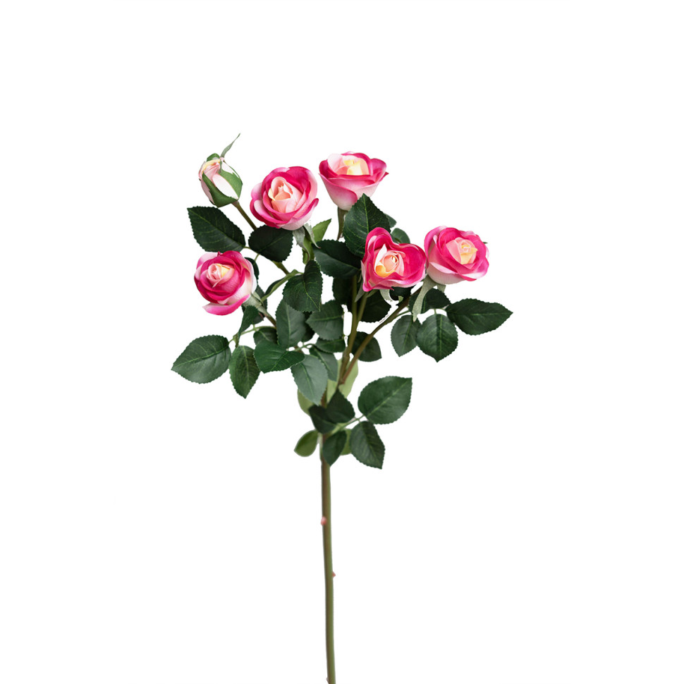 Роза кустовая 6 бутонов 99см. малиново-жёлтая