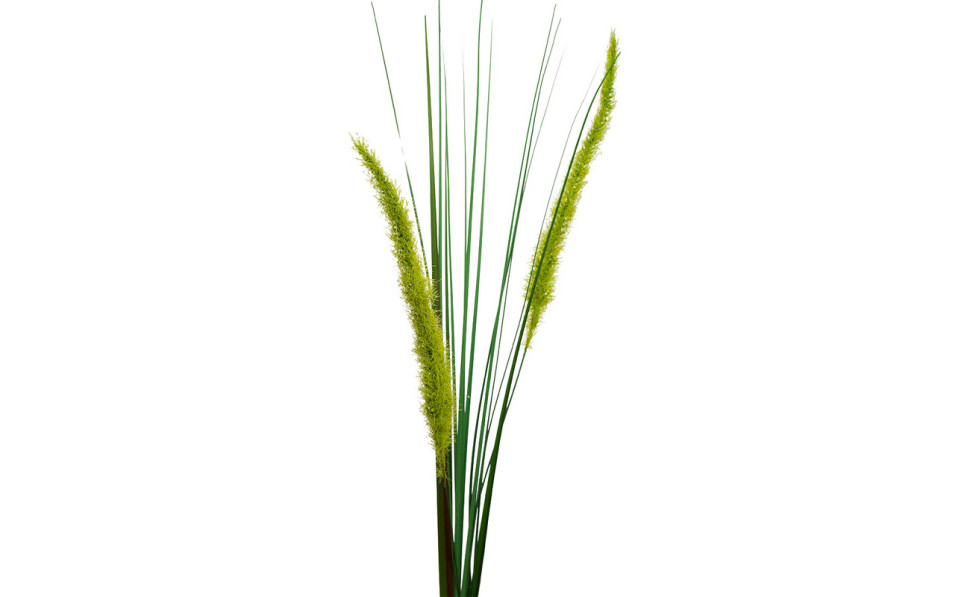Веточка камыша
