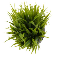 Цветочная композиция "Трава с папоротником", L12 W12 H17 см