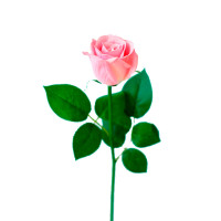 Роза полузакрытая 55см.,темно-розовая