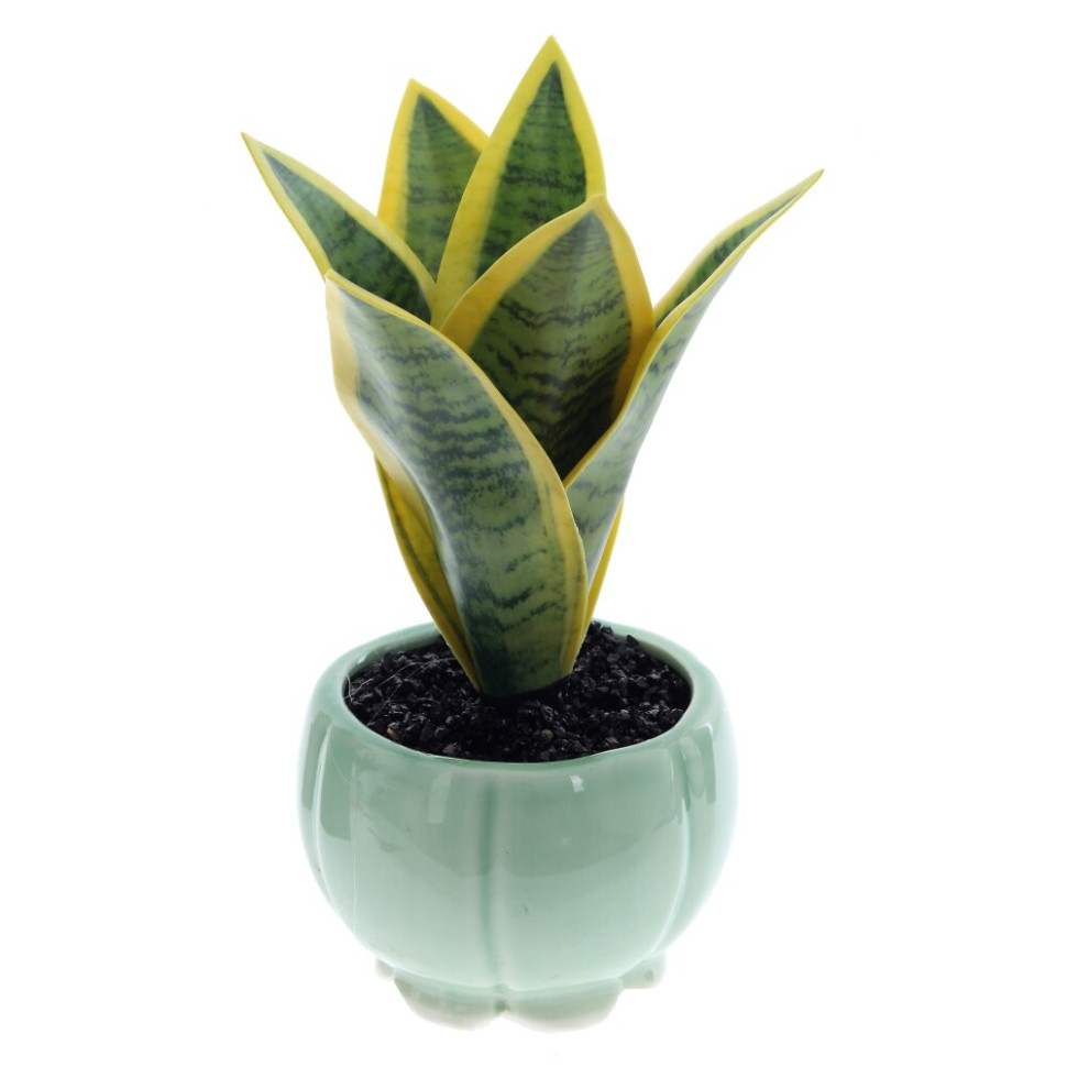 Цветочная композиция "Сансевиерия", L9 W9 H17 см