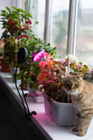 Светильник для растений FITO-20W-АLED-R ЭРА Светильник для растений FITO-20W-АLED-R ЭРА