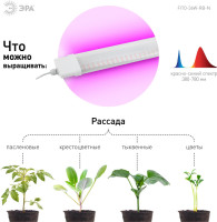 Светильник для растений  FITO-36W-RB-N ЭРА