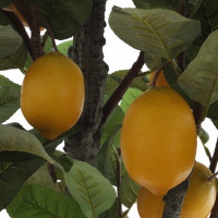 Дерево искусственное "Лимон", L52 W52 H146 см