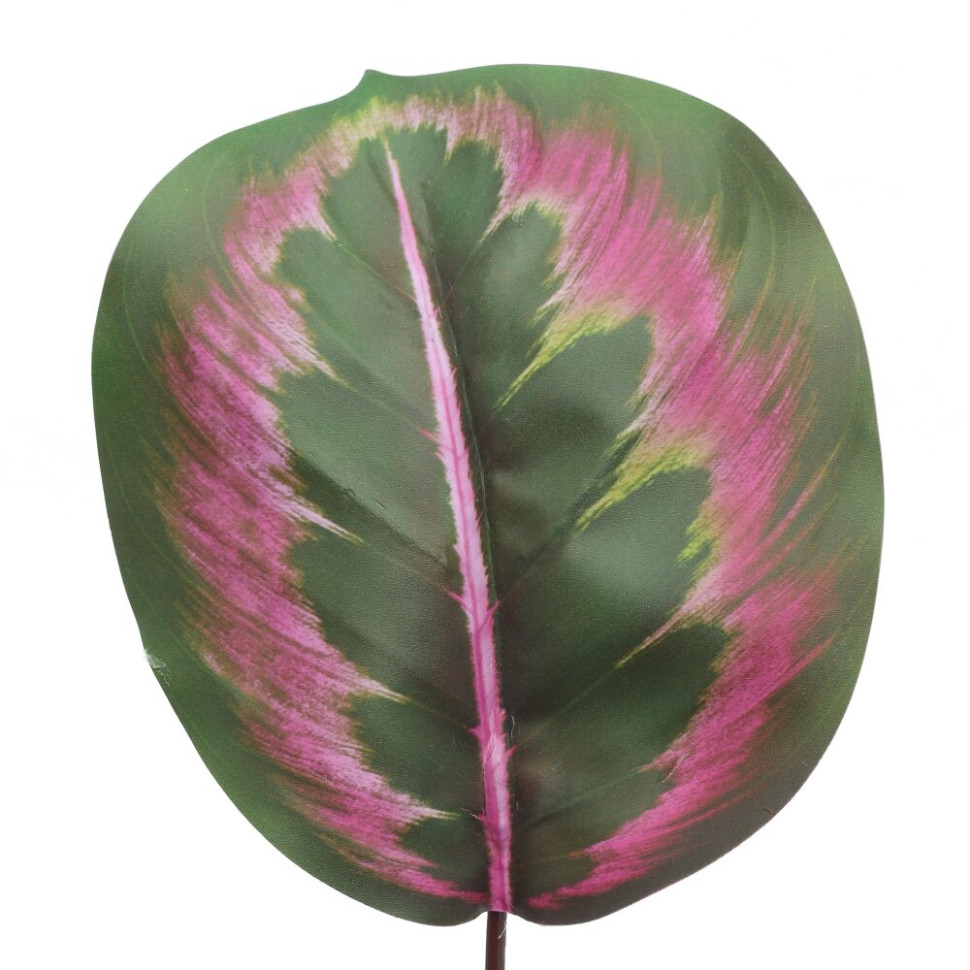 Цветочная композиция "Маранта", L10 W10 H35 см