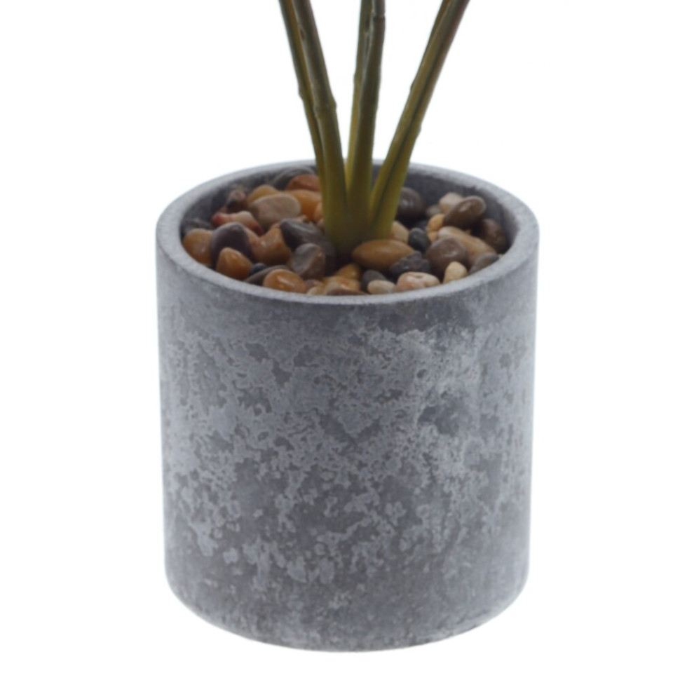 Цветочная композиция "Маранта", L10 W10 H35 см