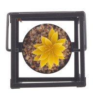 Цветочная композиция "Суккулент", L8,5 W8,5 H10,5 см