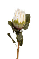 Протея белая