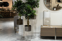 Фикус в горшке