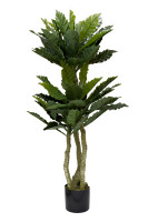 Папоротник гнездовой в горшке Папоротник гнездовой в горшке