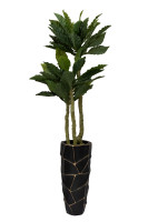 Папоротник гнездовой в горшке Папоротник гнездовой в горшке