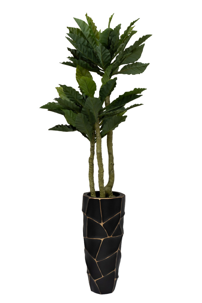 Папоротник гнездовой в горшке