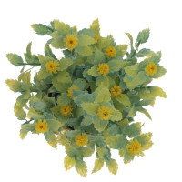 Цветочная композиция, L11 W11 H17 см