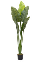 Дерево путешественников в горшке Дерево путешественников в горшке