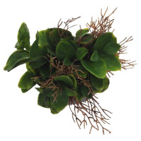 Цветочная композиция, L11 W11 H16 см