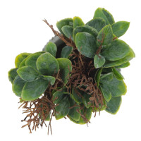 Цветочная композиция, L11 W11 H16 см