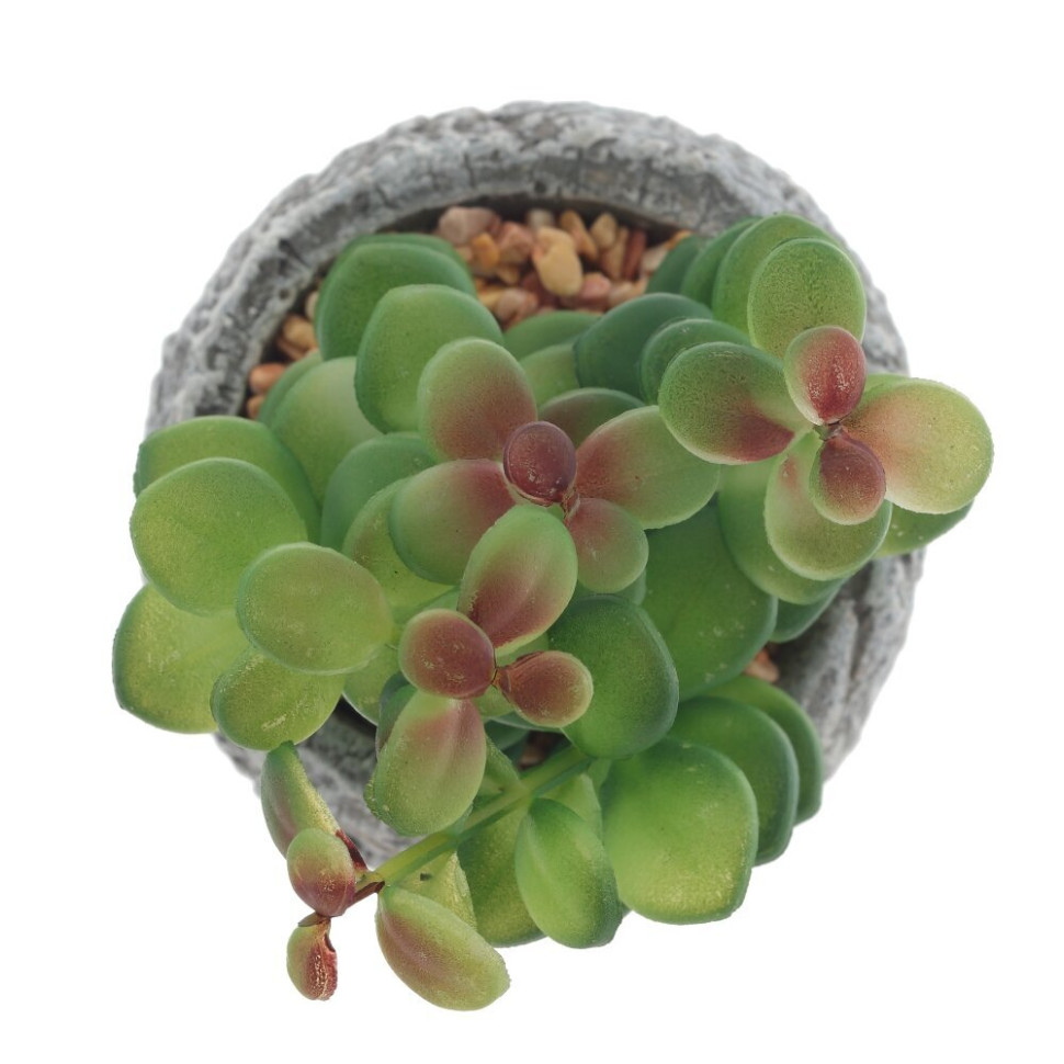 Цветочная композиция "Суккулент", L11 W11 H12 см