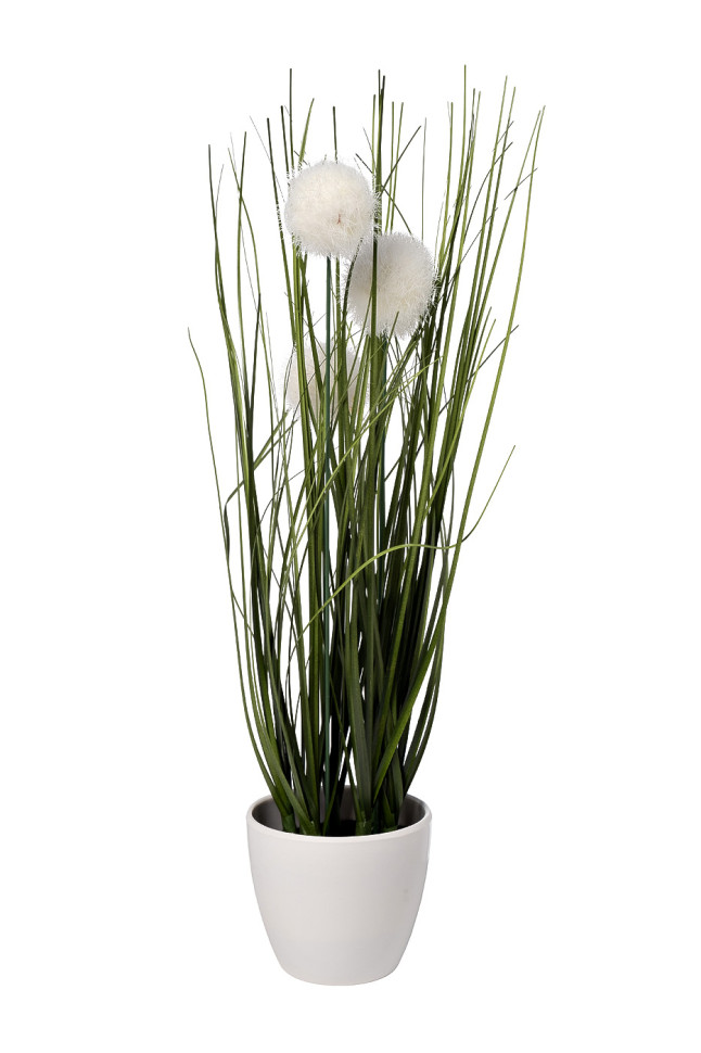 Алиум белый в горшке