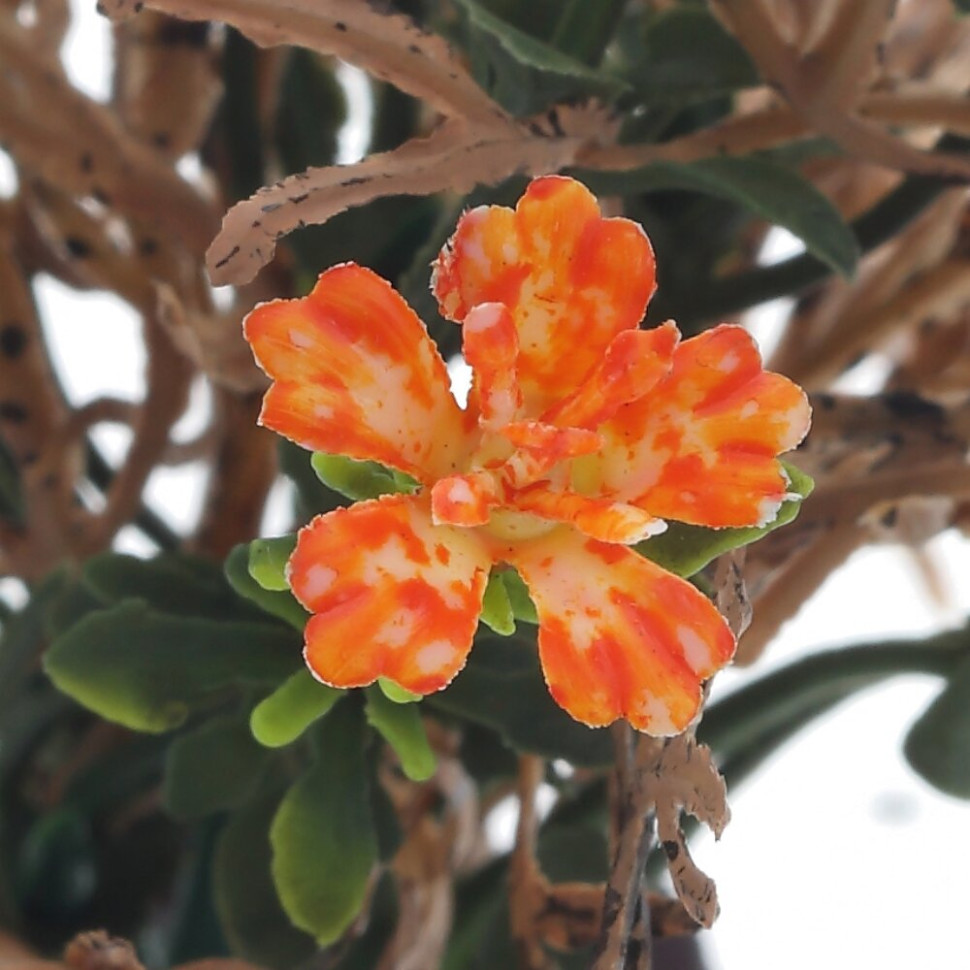 Цветочная композиция, L14 W12 H12,5 см