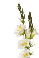 Гибискус белый Гибискус белый