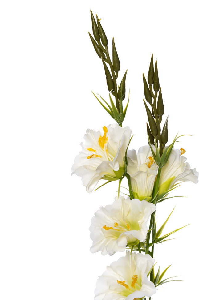 Гибискус белый