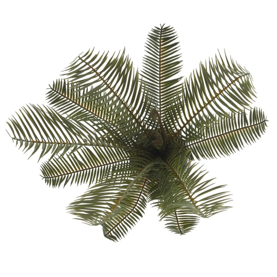 Цветочная композиция "Пальма", L23 W18 H45 см, 2в.