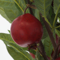 Дерево искусственное "Гранат", L60 W60 H116 см