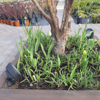 Грунтовый светильник Tommy 2M1.001.000.AXD1L Fumagalli