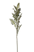 Цинерария Цинерария