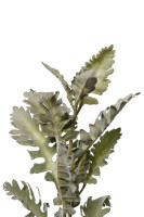 Цинерария Цинерария