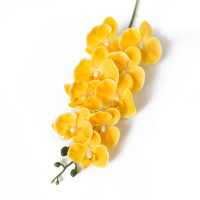 Орхидея Фалинопсис Жозель ,желтая