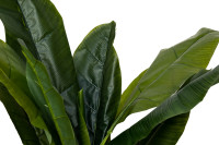 Банановый куст в горшке Банановый куст в горшке