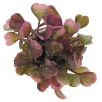 Цветочная композиция, L12 W12 H18 см, 4в.