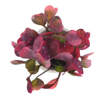 Цветочная композиция, L12 W12 H18 см, 4в.