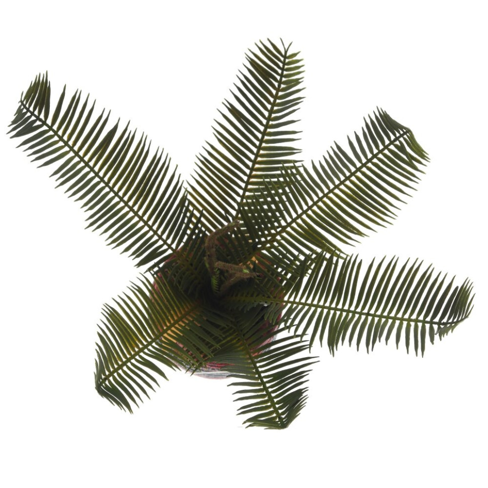 Цветочная композиция "Пальма", L27 W23 H34 см, 3в.