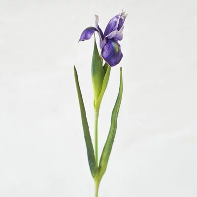 Ирис 60см.,синий