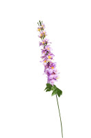 Дельфиниум сиреневый Дельфиниум сиреневый