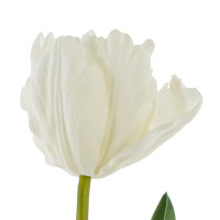 Цветок искусственный "Тюльпан" (Real Touch), L22 W9 H61 см