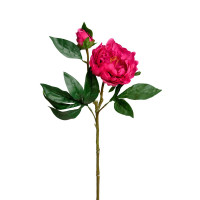 Пион (малиновый)