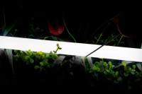 Гибкий неон 360 SWG-2360-24-NW-66 SWG