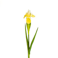 Ирис 60см.,желтый